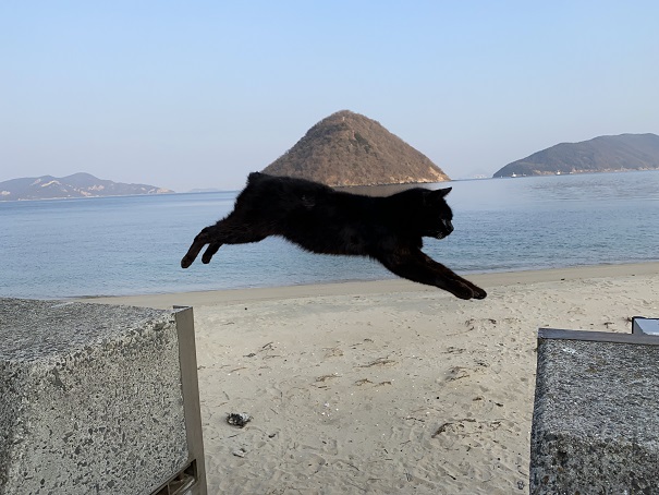 佐柳島　クロネコ飛び猫