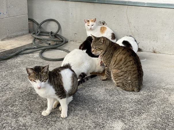 佐柳島集会場付近のネコ