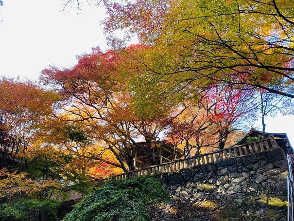 根香寺　階段の紅葉