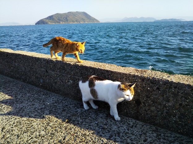 猫島 佐柳島さなぎじま たくさんの猫に出会える楽園 香川県多度津町 あははライフ
