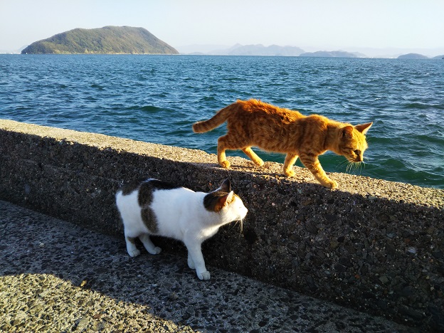 佐柳島　燈台の近くの猫