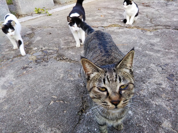 猫島 佐柳島さなぎじま たくさんの猫に出会える楽園 香川県多度津町 あははライフ