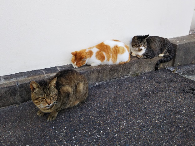 佐柳島集会所の猫