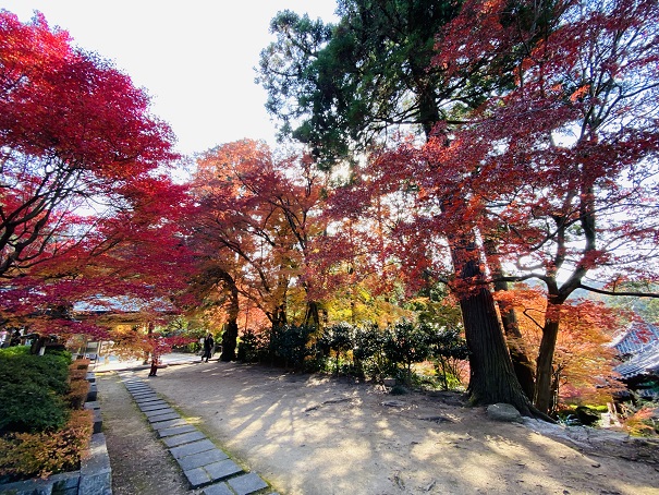 白峯寺　きれいな紅葉