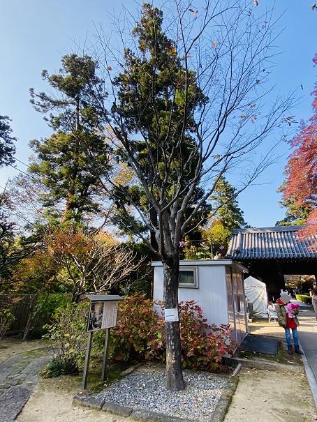 白峯寺　玉章の木