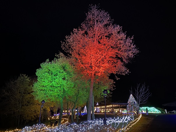 国営讃岐まんのう公園　ウィンターファンタジー　赤と緑にライトアップされた木