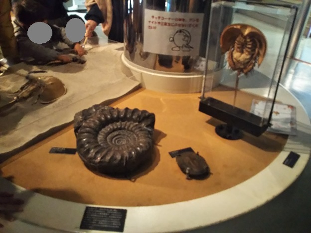 カブトガニ博物館　化石