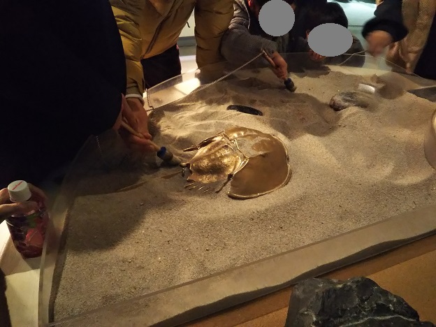カブトガニ博物館　化石発掘