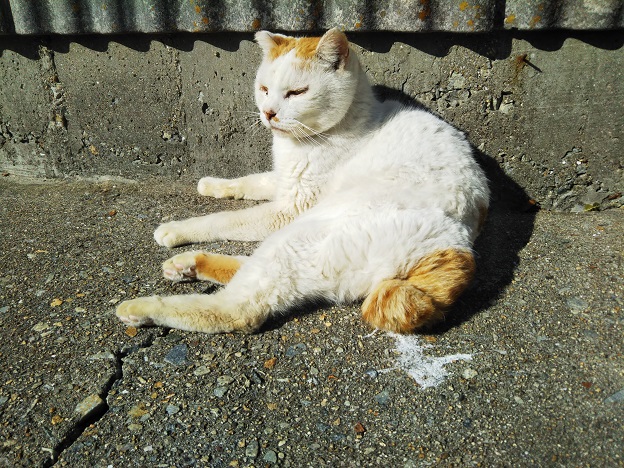 男木島 猫好きにはたまらないたくさんの猫に出会える島 高松市 
