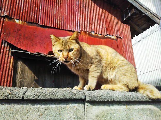 男木島 猫好きにはたまらないたくさんの猫に出会える島 高松市 