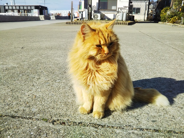 男木島 猫好きにはたまらないたくさんの猫に出会える島 高松市 