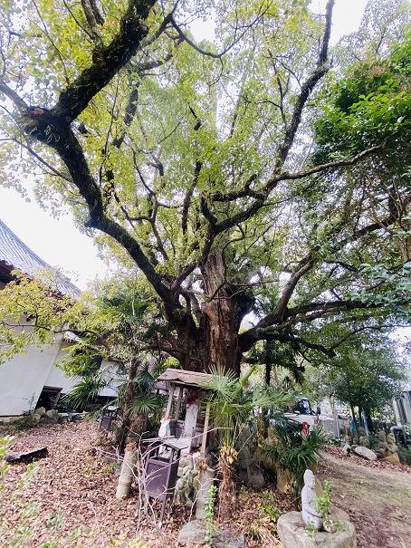 志度寺　大楠の木