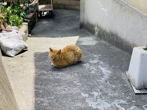 男木島　路地でであった猫
