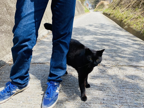男木島　黒猫