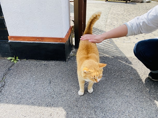 男木島　学校前でであった茶色猫