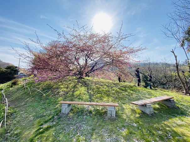 吉津の河津桜と太陽
