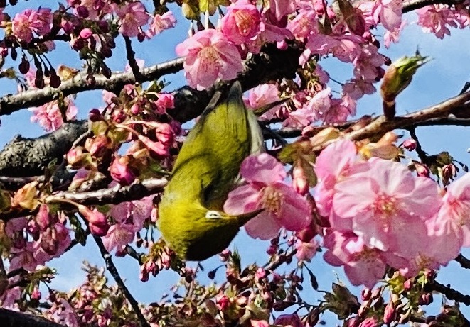 吉津の河津桜花の蜜を吸うメジロ