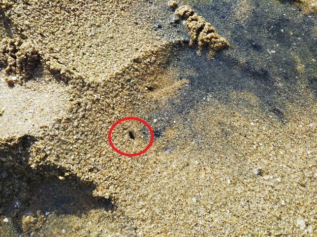 有明ふれあい海岸　マテ貝の穴