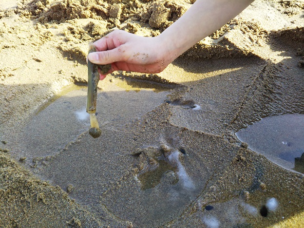 マテ貝を砂から引き抜く