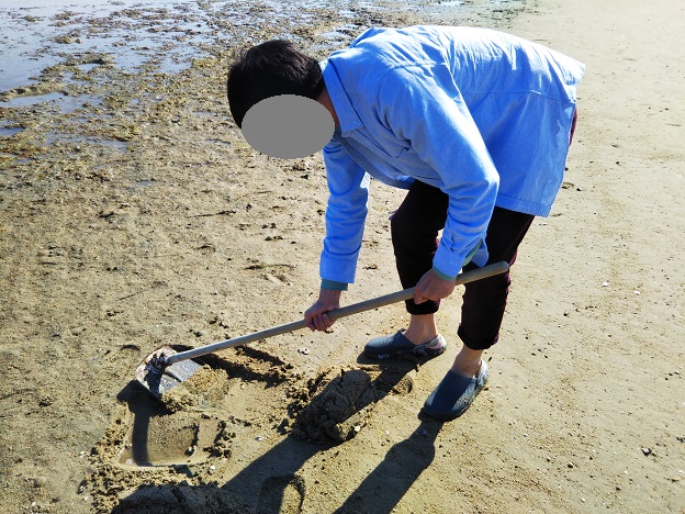よしうみバラ公園　マテ貝砂を掘る