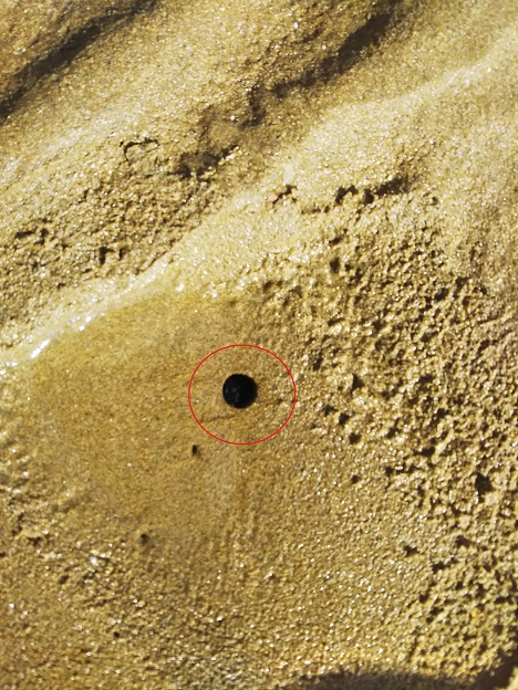 マテ貝以外の丸い穴