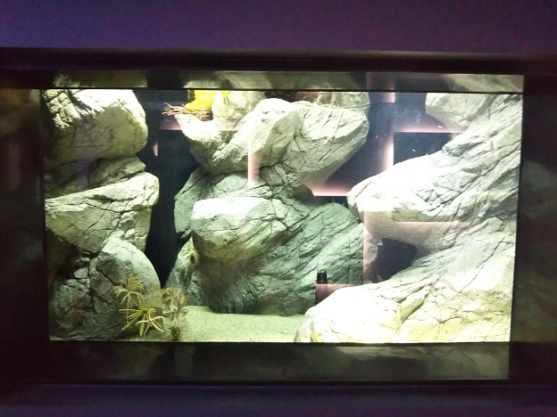 四国水族館　奇々怪々の景　トリノアシ
