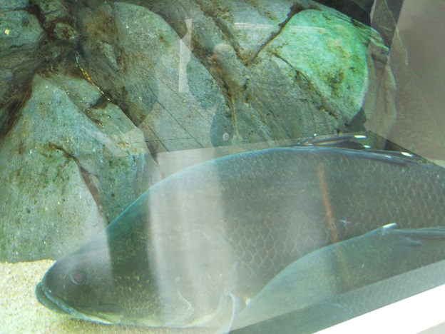 四国水族館　巨大魚の景　アカメ2
