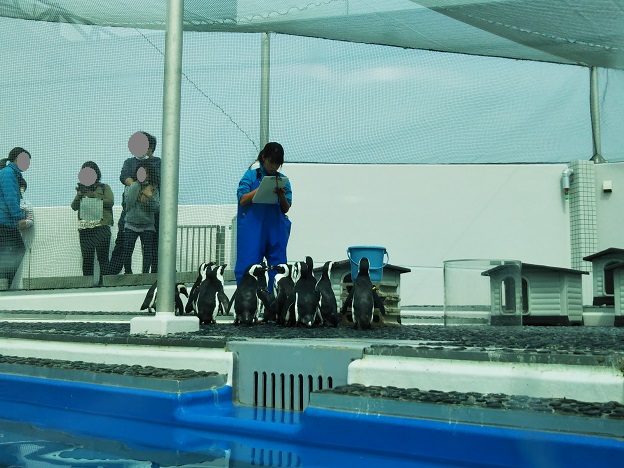 四国水族館　人鳥の景　ケープペンギン