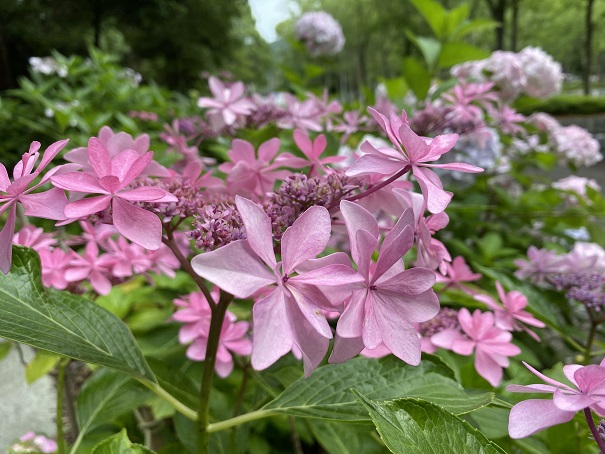 番の州公園　紫陽花花壇4