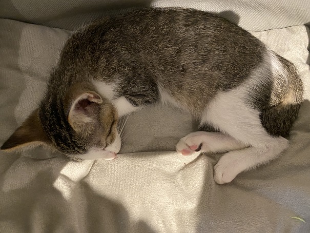 保護猫カフェcat loaf(キャットローフ)　ネコ9