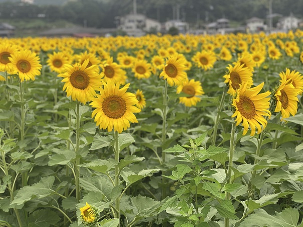 香川県のおすすめinstagram等sns映え写真や動画スポット あははライフ