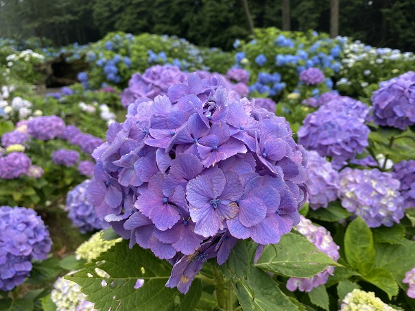 雲辺寺　あじさいロード3