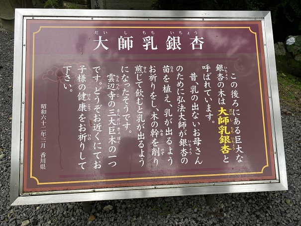 雲辺寺　大師乳銀杏説明