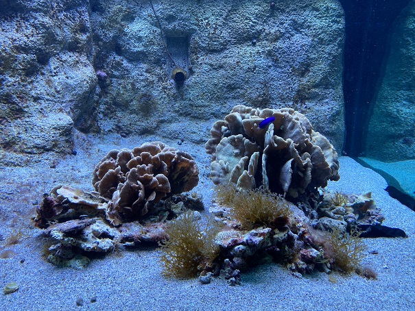 新・足摺海洋館　サンゴ1
