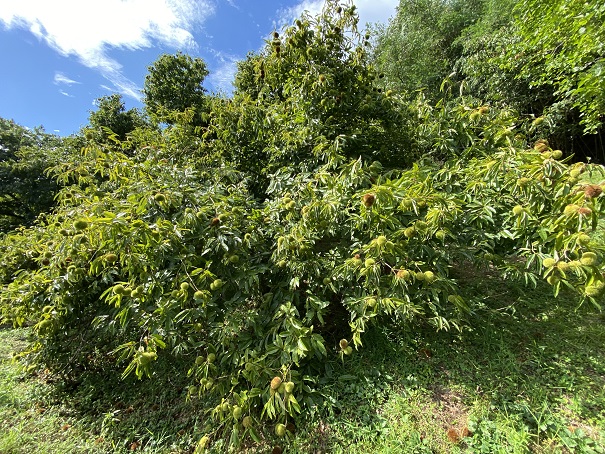 香南アグリーム　栗の木