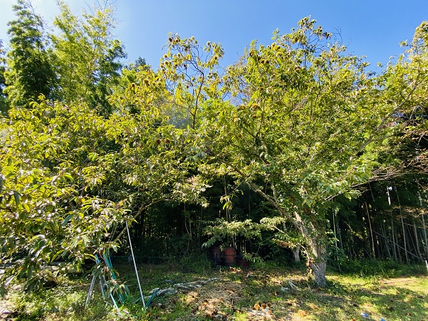 正岡観光りんご園　奥の栗の木
