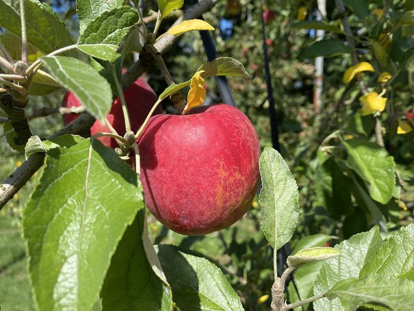正岡観光りんご園　赤いリンゴ