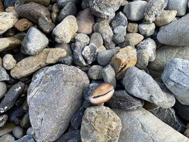 モラスコむぎ　浜の貝1