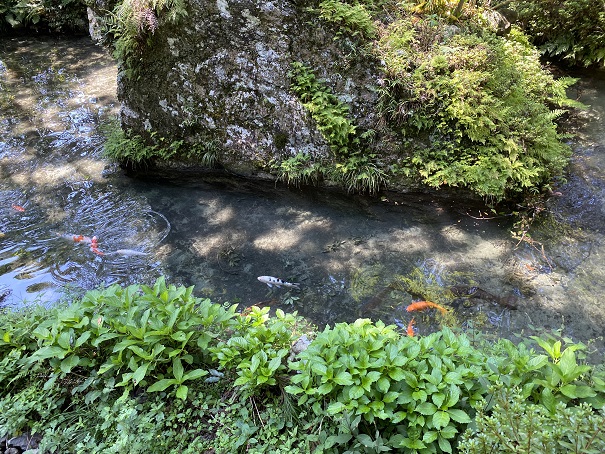 河内神社　池の鯉