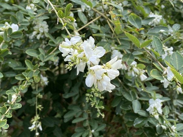 白い萩の花
