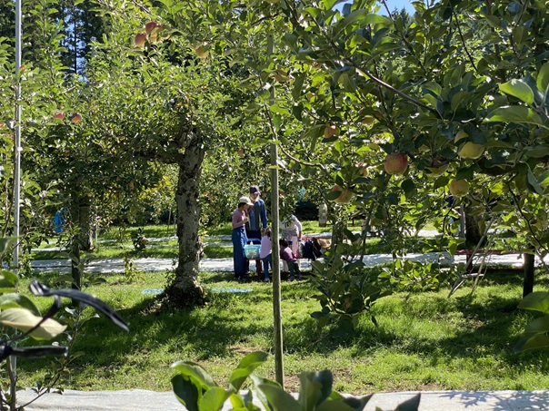 正岡観光りんご園　りんご狩り