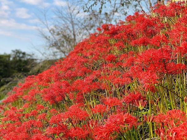 宝山湖の赤い彼岸花