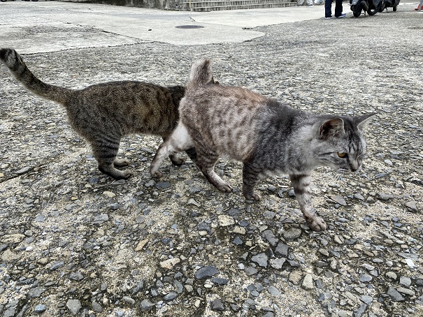 伊吹島の猫　港2