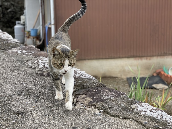 伊吹島　民家の猫