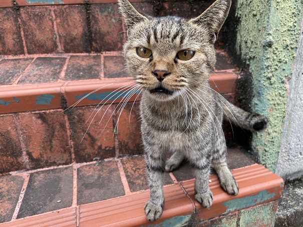 伊吹島　港近くの猫