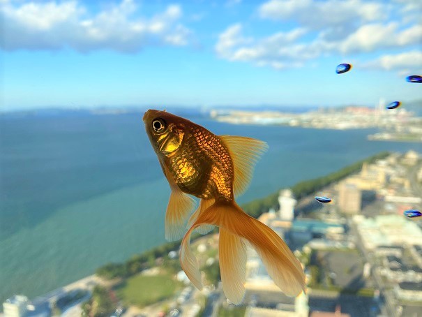 空を泳ぐ金魚SORAKIN