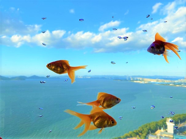 空を泳ぐ金魚ソラキン