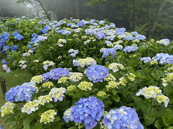 雲辺寺　奥まで続く青いあじさい