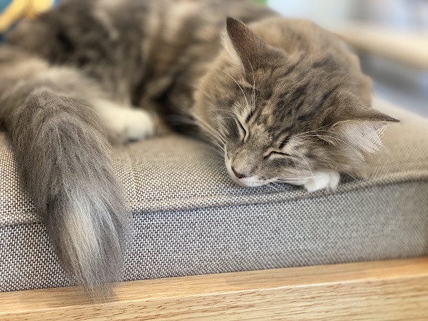 Cat Living NANA(キャットリビングナナ)ソファーで寝るしーちゃん