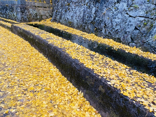 岩部八幡神社前のイチョウの落ち葉